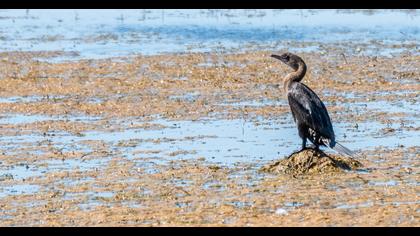 Pygmy Cormorant