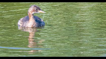 Little Grebe