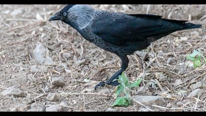 Western Jackdaw