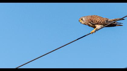Lesser Kestrel