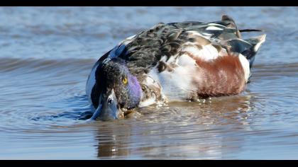 Northern Shoveler
