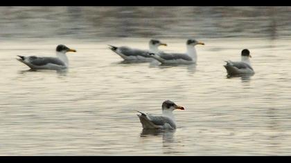 Pallas`s Gull