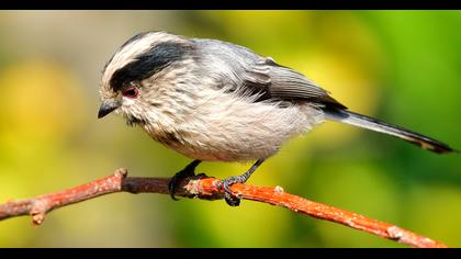 Long-tailed Tit