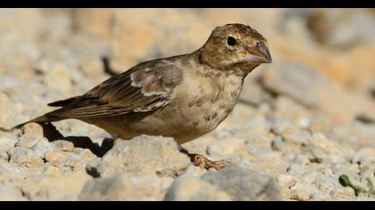 Pale Rockfinch