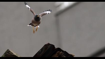 Common Myna
