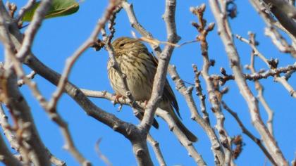 European Serin