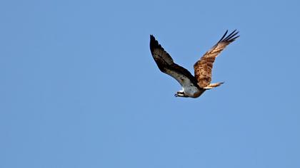 Western Osprey