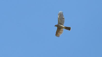 Eurasian Sparrowhawk
