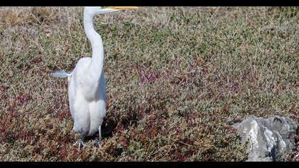 Great Egret