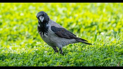 Hooded Crow