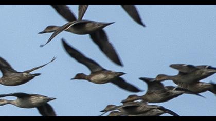 Eurasian Wigeon