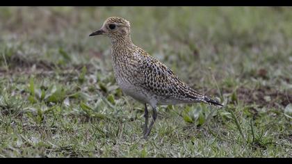 European Golden Plover