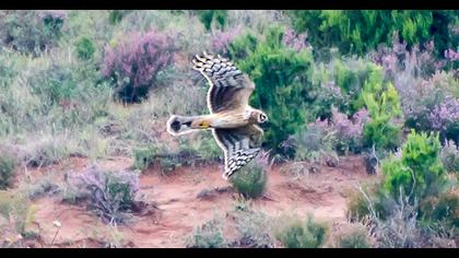Hen Harrier