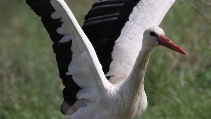 White Stork