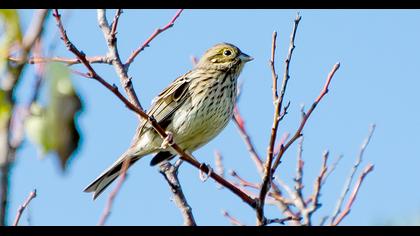 Cirl Bunting
