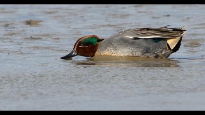 Eurasian Teal