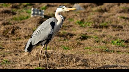 Grey Heron