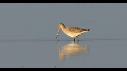 Black-tailed Godwit