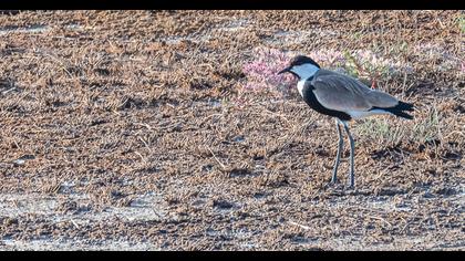Spur-winged Lapwing