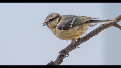 Eurasian Blue Tit
