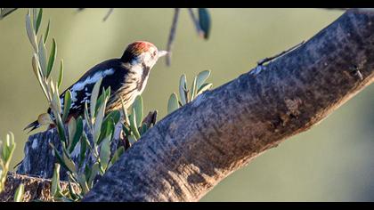 Middle Spotted Woodpecker