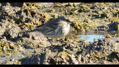 Water Pipit