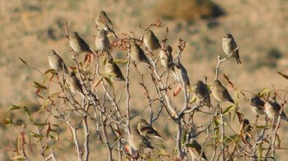 Common Linnet