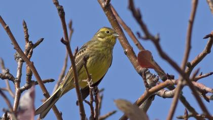 Yellowhammer