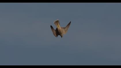 Peregrine Falcon