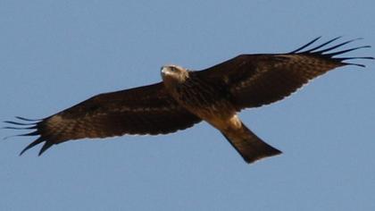Black Kite
