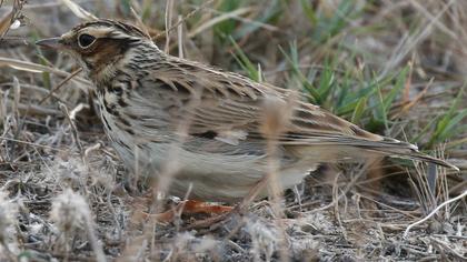 Woodlark