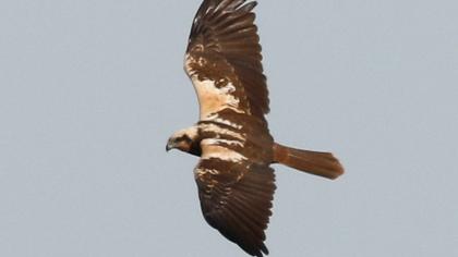 Western Marsh Harrier