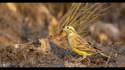 Yellowhammer