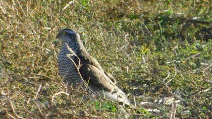 Eurasian Sparrowhawk