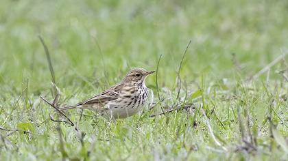 Meadow Pipit