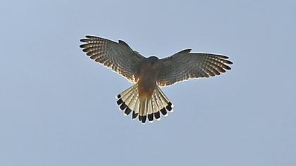 Common Kestrel
