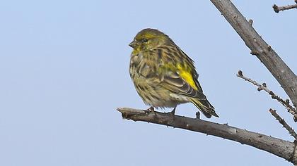 European Serin