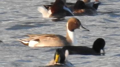 Northern Pintail