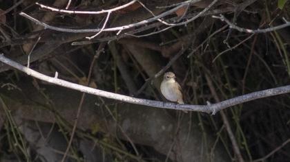 Red-breasted Flycatcher