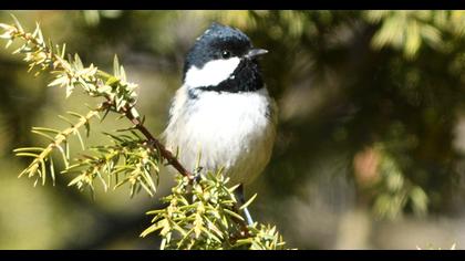 Coal Tit
