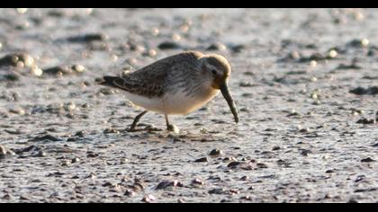 Dunlin