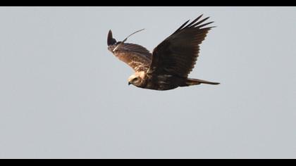 Western Marsh Harrier