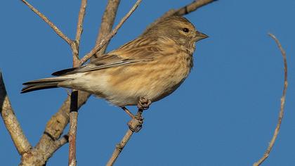 Common Linnet