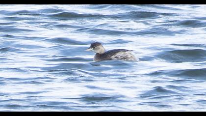 Little Grebe