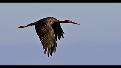 Black Stork