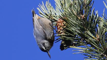 Krüper`s Nuthatch