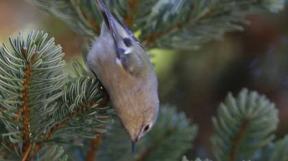 Goldcrest
