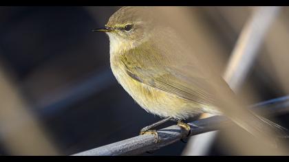 Common Chiffchaff