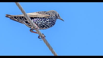 Common Starling