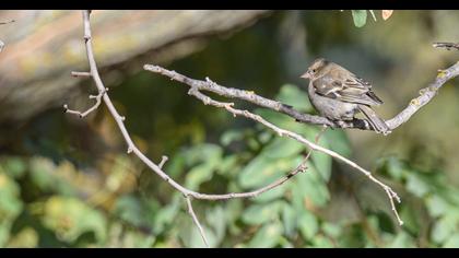Common Chaffinch